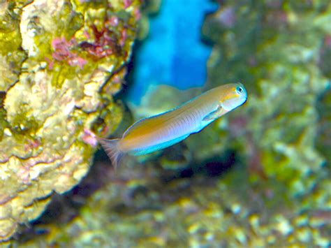 Midas Blenny Care: Breeding Care, Diet, Tank Size & Mates.